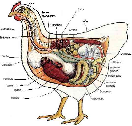 Hệ thống tiêu hóa của các bên chim và chức năng
