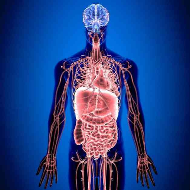 Enteric nervsystemet, funktioner och störningar