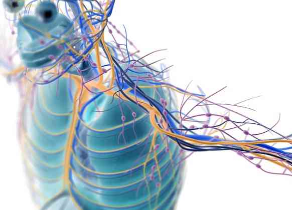 Perifert nervesystem Deler og funksjoner (med bilder)