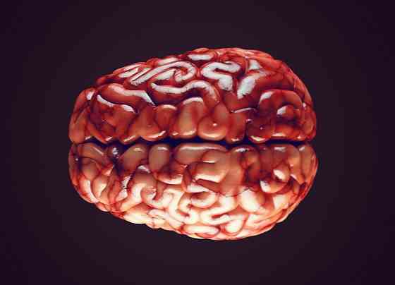 終脳の特徴、部品および機能