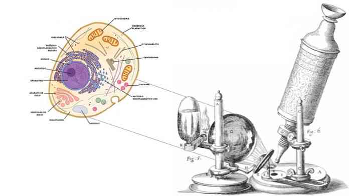 Postulati teorije celic, avtorji in celični procesi
